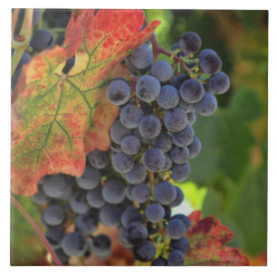 Carreau Carrelage d'art du vin et du raisin