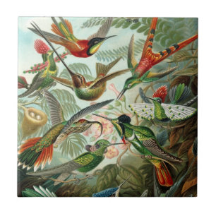 Carreau Carrelage de colibri