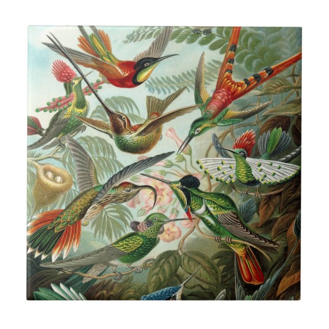 Carreau Carrelage de colibri (Devant)