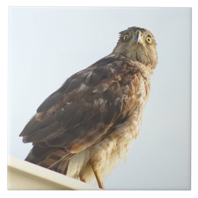 Carreau Carrelage de faucon à épaulettes (Devant)