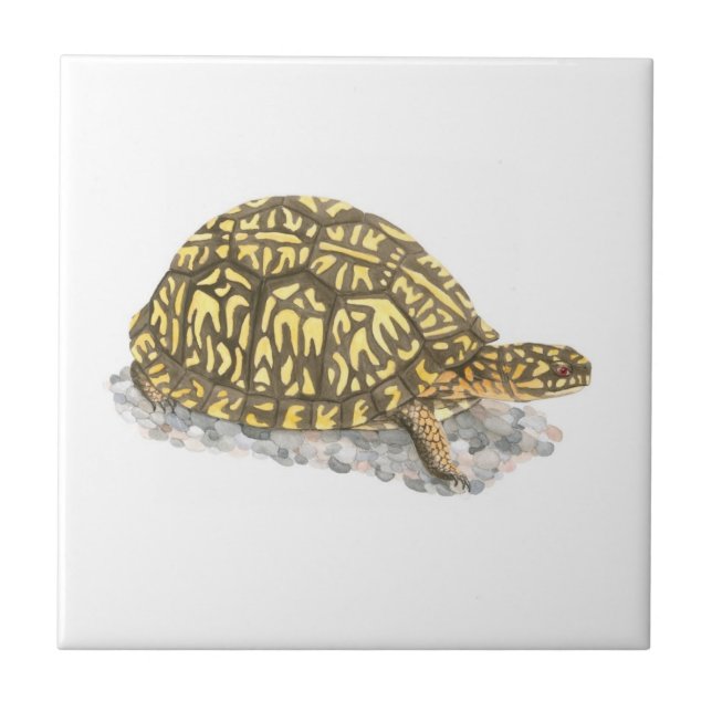 Carreau Carrelage de tortue de boîte orientale (Devant)