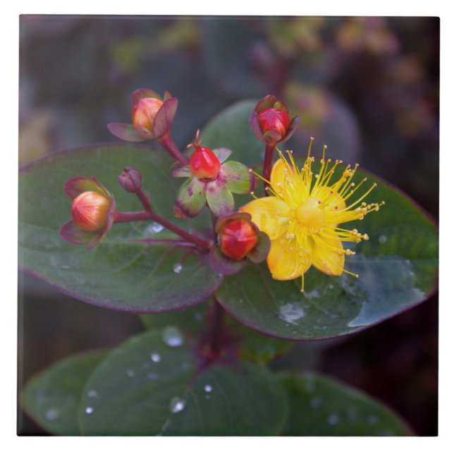 Carreau Carrelage décoratif St. John's Wort (Devant)