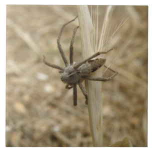 Carreau Carrelage déplaisant Crawly Spider