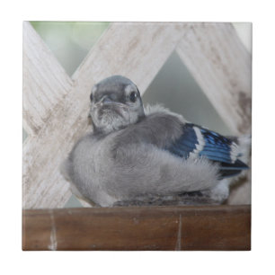Carreau Carrelage en céramique Baby Blue Jay