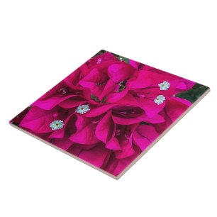 Carreau Carrelage en céramique Bougainvillea parle pour lu