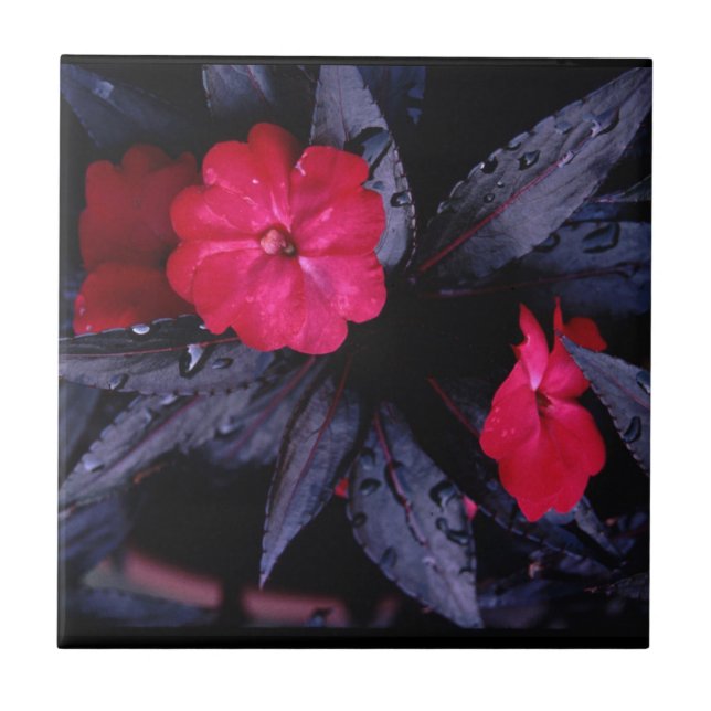 Carreau Carrelage en céramique des Impatiens de Nouvelle-G (Devant)
