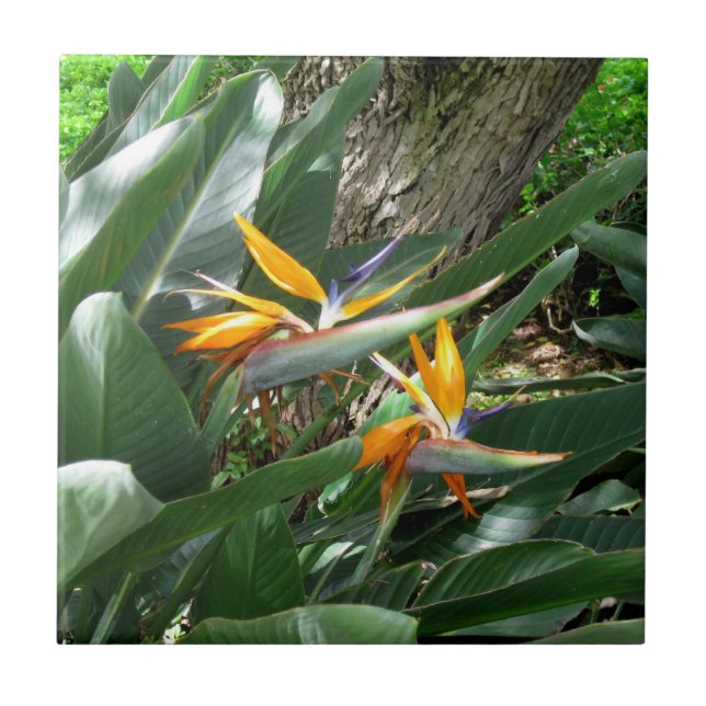 Carreau Carrelage en céramique du Paradis (Devant)