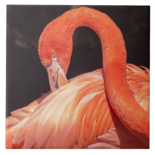 Carreau Carrelage en céramique Flamant rose