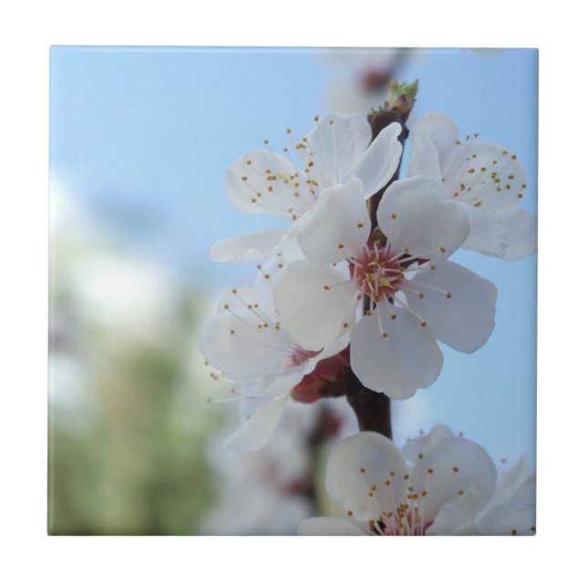 Carreau Carrelage en céramique fleurie (Devant)