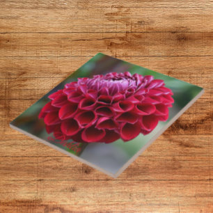 Carreau Carrelage en céramique fleurie de Dahlia rouge