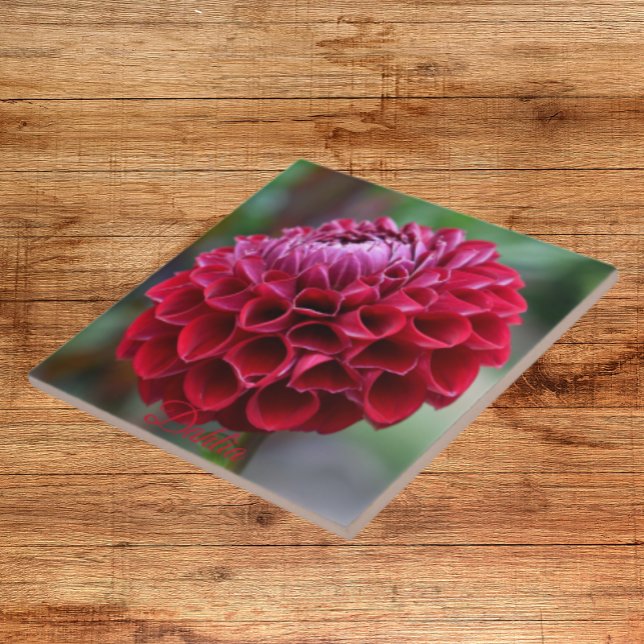 Carreau Carrelage en céramique fleurie de Dahlia rouge (In Situ)
