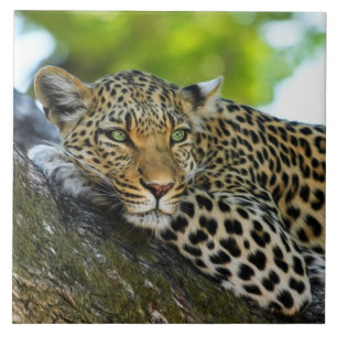 Carreau Carrelage en céramique léopard