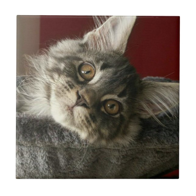 Carreau Carrelage en céramique Maine Coon Kitten (Devant)