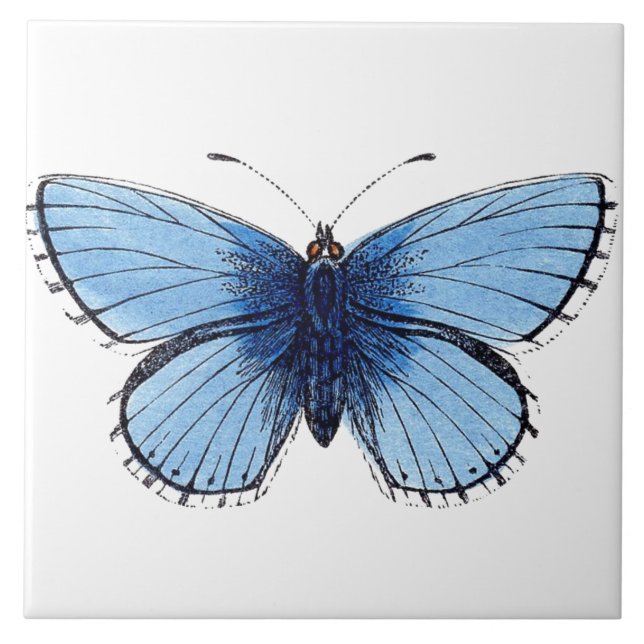 Carreau Carrelage en céramique - Papillon bleu (Devant)