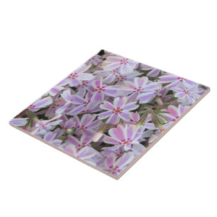 Carreau Carrelage en céramique - Phlox rayé bonbon