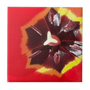 Carreau Carrelage en céramique Scarlet Red Tulip