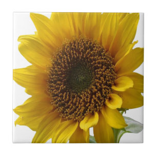 Carreau Carrelage en céramique Tournesol floral