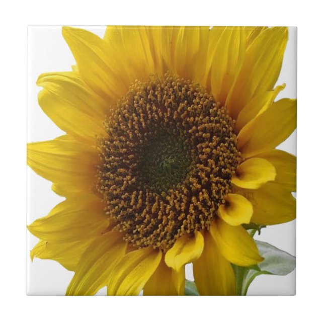 Carreau Carrelage en céramique Tournesol floral (Devant)