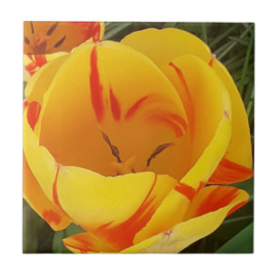 Carreau Carrelage en céramique Tulip Jaune