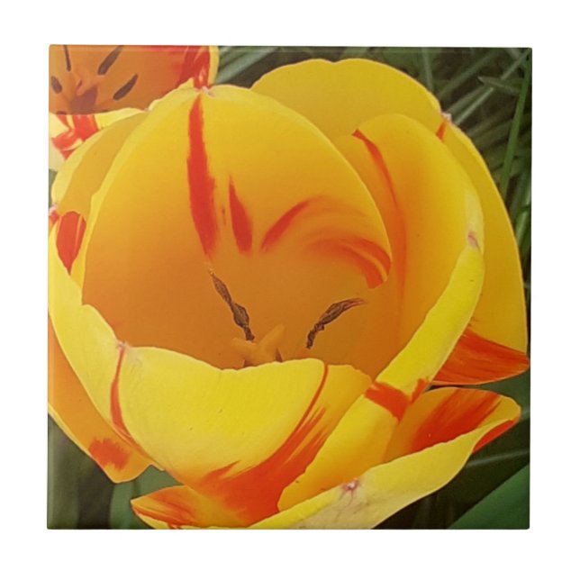 Carreau Carrelage en céramique Tulip Jaune (Devant)