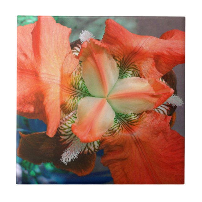 Carreau Carrelage Fleur Orange Iris (Devant)