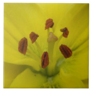 Carreau Carrelage fleuri Lily Jaune