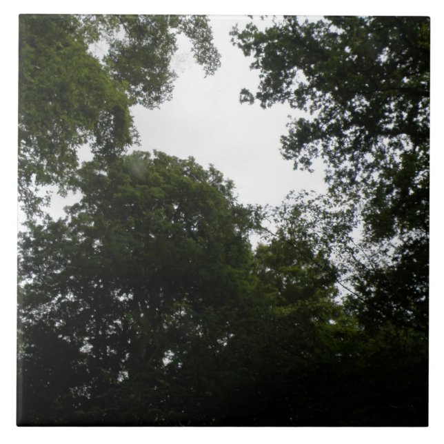 Carreau Carrelage forestier déplaisant (Devant)