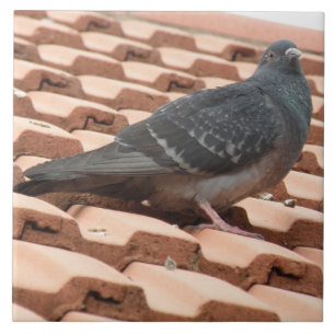 Carreau Carrelage Pigeon Sur Le Toit