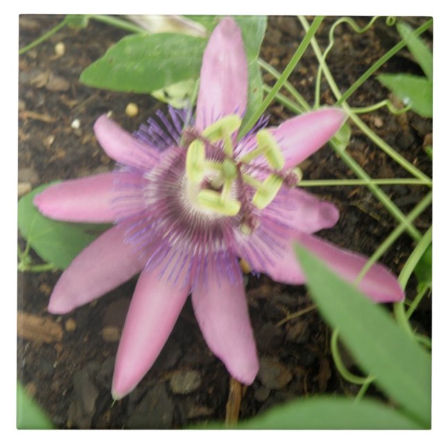 Carreau Carrelage rose et violet Passionflower (Devant)
