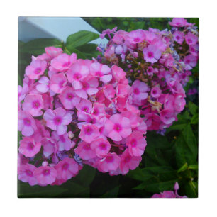 Carreau Carrelage rose Fleur