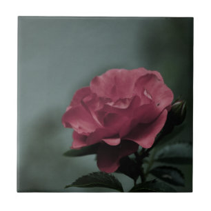 Carreau Carrelage Royal Blush