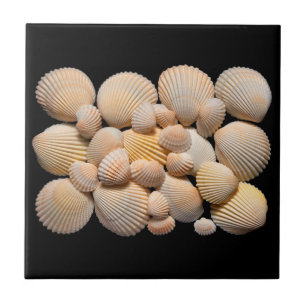 Carreau Carrelage Sea Shells