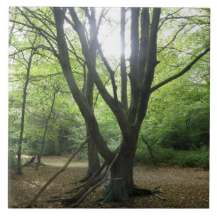 Carreau Carrelage soleil en bois