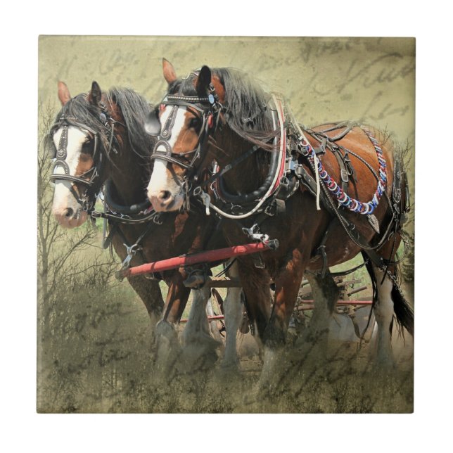 Carreau Carte postale Vintage Clydesdale (Devant)