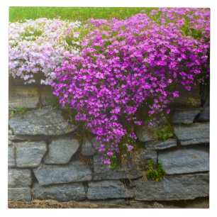 Carreau Cartouche Phlox été