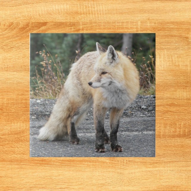 Carreau Cascade Red Fox Photo de la faune (In Situ)