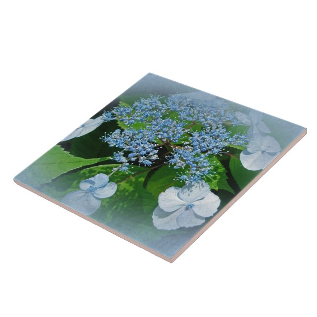 Carreau Casquette de dentelle bleue Hydrangea Fleurs (Côté)