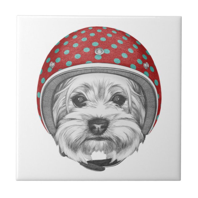 Carreau Casse-cou de Yorkshire Terrier (Devant)