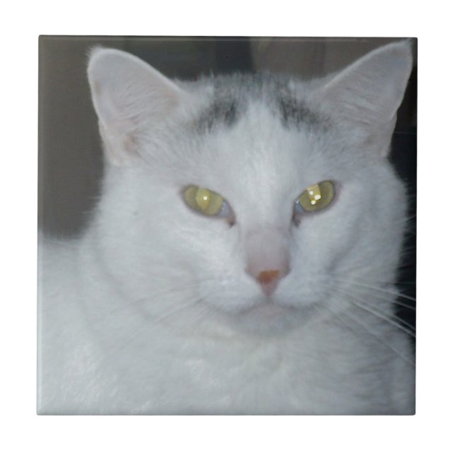 Carreau Cat Thoughts Chat blanc (Devant)