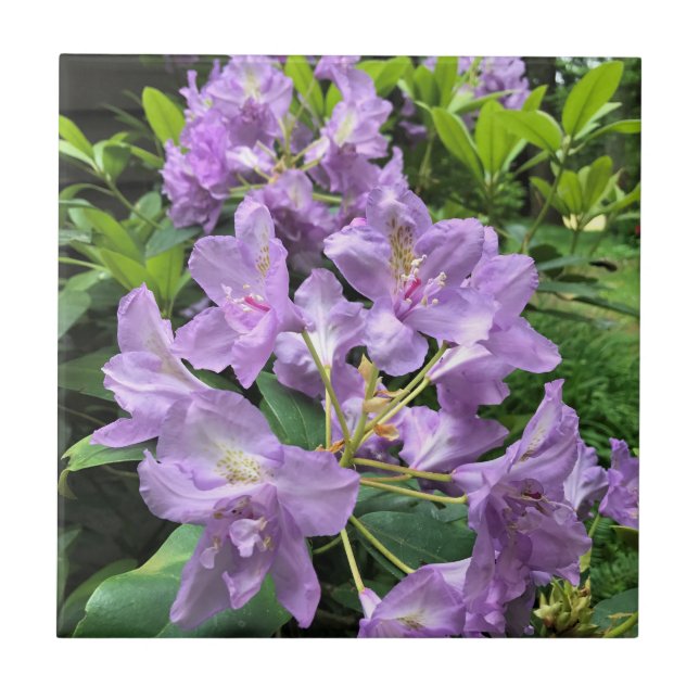 Carreau Catawbiense Boursault Rhododendrons, Oregon (Devant)