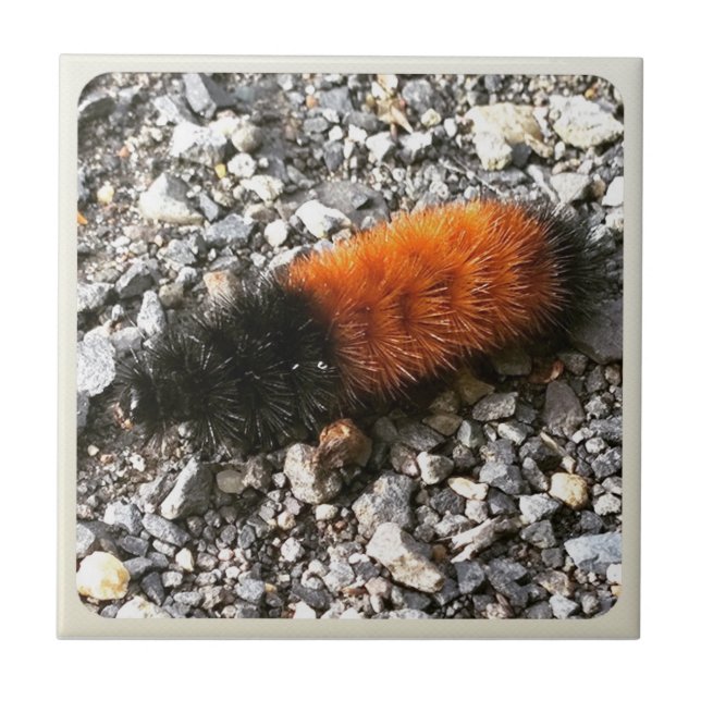 Carreau Caterpillar d'ours laineux (Devant)