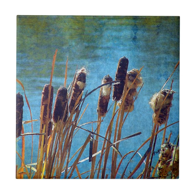 Carreau Cattails sur l'étang (Devant)