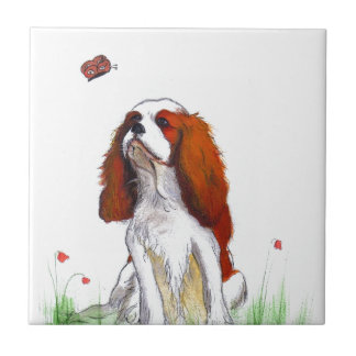 Carreau Cavalier King Charles Spaniel CKC