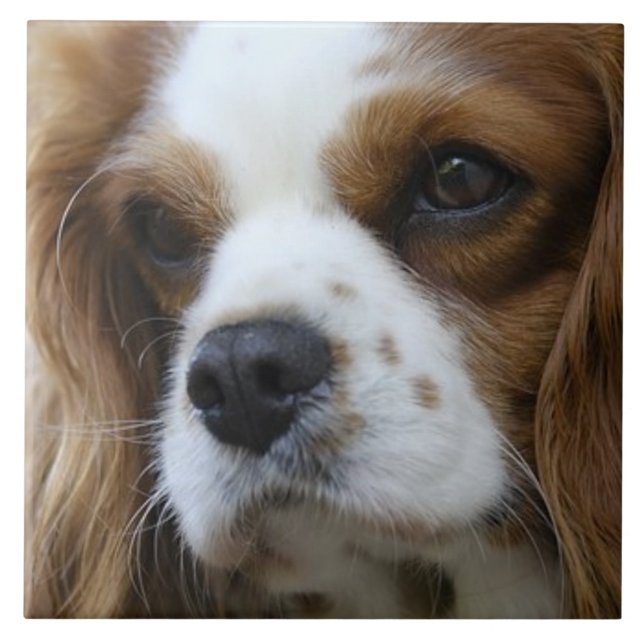 Carreau Cavalier Roi Charles Spaniel 2 Pet Love, KEEPSAKE (Devant)