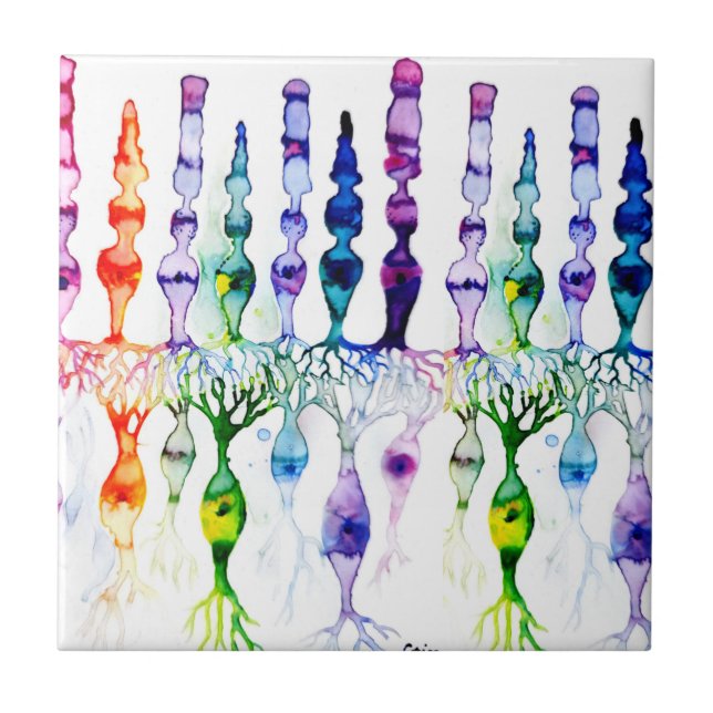 Carreau Cellules cônes cellules tiges et neurone bipolaire (Devant)