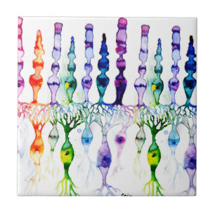 Carreau Cellules coniques, cellules en bâtonnet et neurone