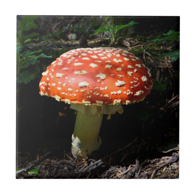 Carreau Central Cascades, État de Washington (Devant)