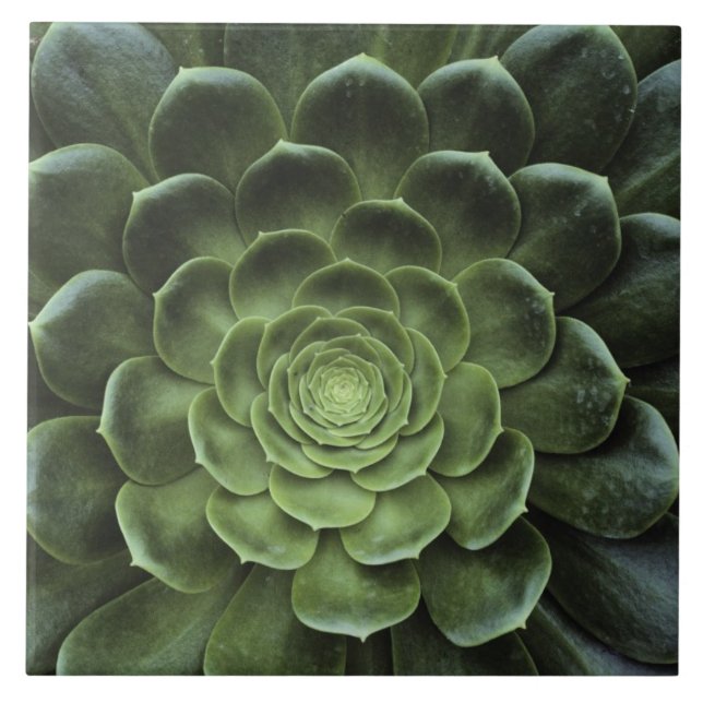 Carreau Centre de cactus (Devant)