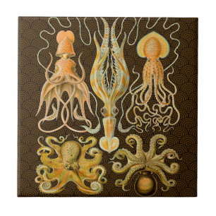 Carreau Cephalopod poulpe calmar Nature marine