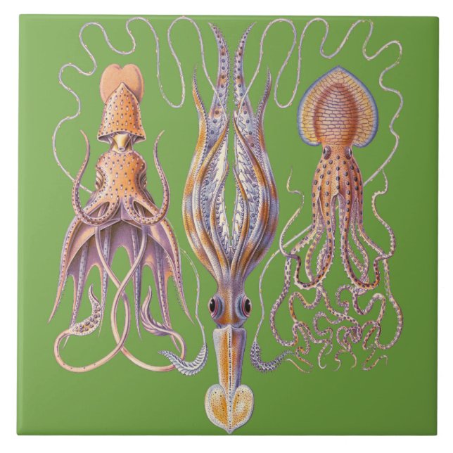Carreau Céramique aquatique de poulpe de Haeckel de la vie (Devant)